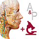 anatomy-and-physiology-new-80