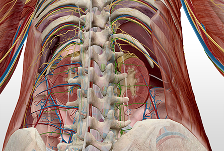 VB Courseware showing anterior view of abdominal cavity in 3d