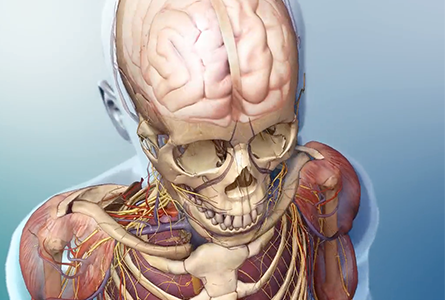 VB Courseware showing anatomy layers of the upper body in 3d