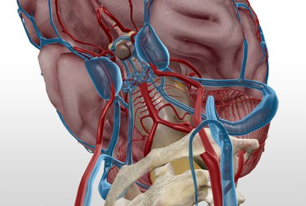 VB Courseware showing brain stem anatomy in 3d