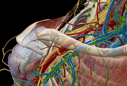 VB Courseware showing shoulder anatomy in 3d