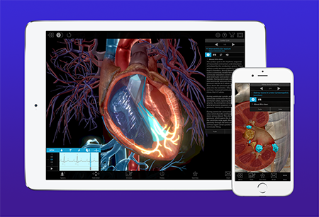 Tablet displaying a digital model of the heart and a phone displaying a digital model of a kidney
