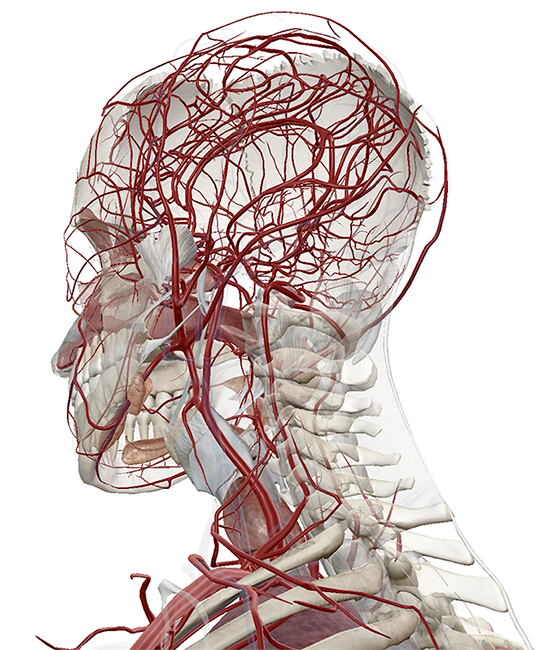visible-body-skull-arteries